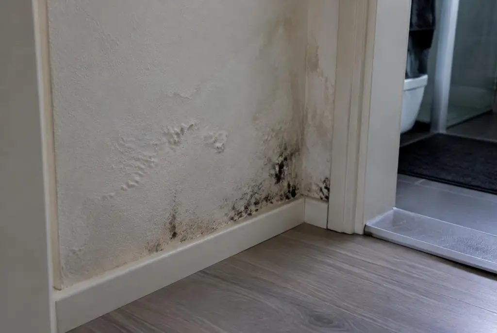 Lekdetectie Wolvega – vochtplek met schimmel op een muur